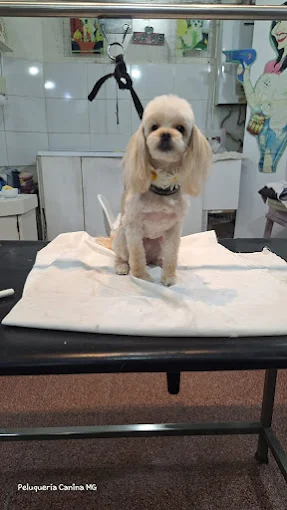 MG Peluquería Canina | Cortes Adaptados, Fantasía, Baños Sanitarios, Higiene y Book de Fotos Temáticas en Ambiente Climatizado