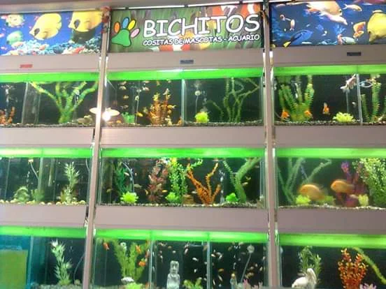 Peluquería Canina | Servicio Profesional Sin Jaulas, Turnos de Lunes a Sábado