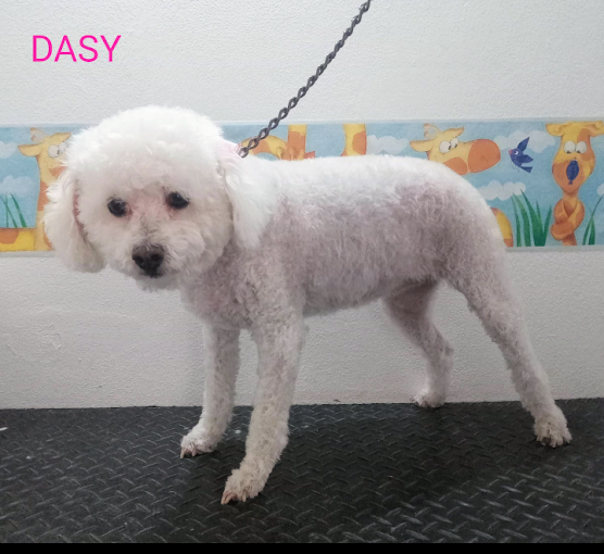 Peluquería Canina | Servicio Profesional Sin Jaulas, Turnos de Lunes a Sábado