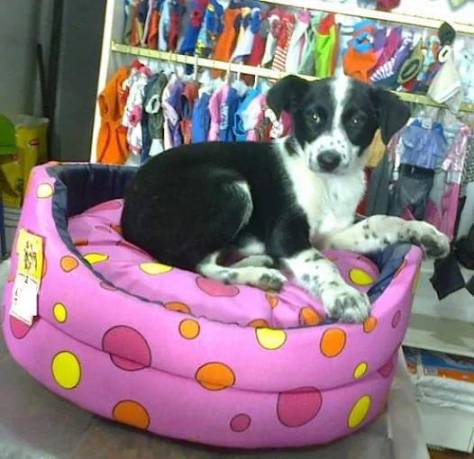 Peluquería Canina | Servicio Profesional Sin Jaulas, Turnos de Lunes a Sábado