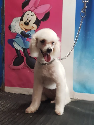 Domus Canis Veterinaria | Peluquería Canina, Accesorios y Alimentos Sueltos y Envasados en Córdoba