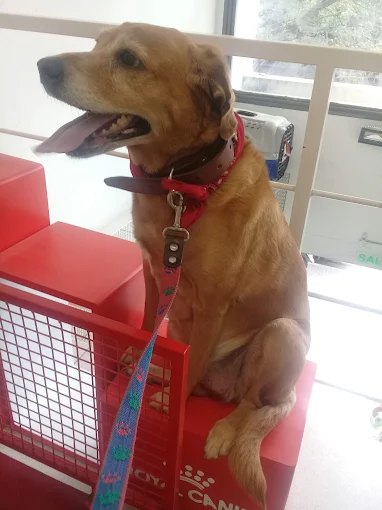 NeoZoo | Tienda de Mascotas, Veterinaria, Peluquería, Acuario, Vivero Urbano, Alimento, Accesorios, Análisis, Cirugías