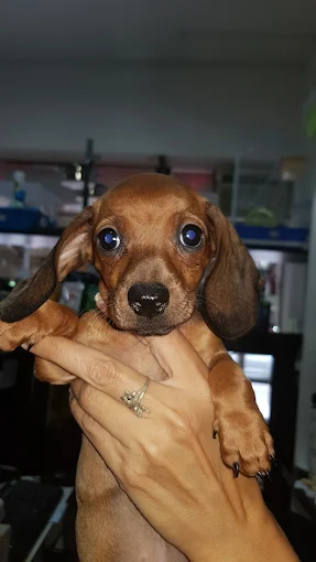 NeoZoo | Tienda de Mascotas, Veterinaria, Peluquería, Acuario, Vivero Urbano, Alimento, Accesorios, Análisis, Cirugías