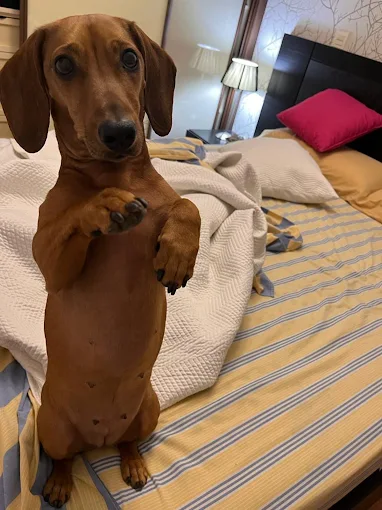 NeoZoo | Tienda de Mascotas, Veterinaria, Peluquería, Acuario, Vivero Urbano, Alimento, Accesorios, Análisis, Cirugías