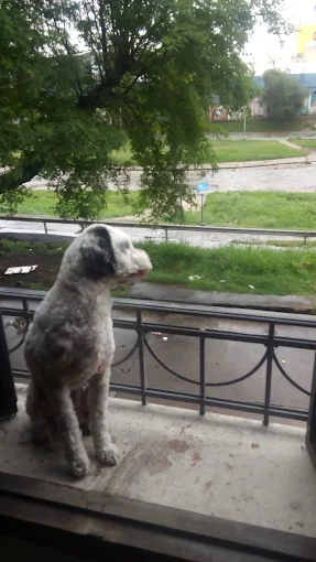 Veterinaria Providencia | Clínica Veterinaria, Pet Shop, Baño, Peluquería y Delivery de Alimentos para Perros, Gatos, Aves y Roedores