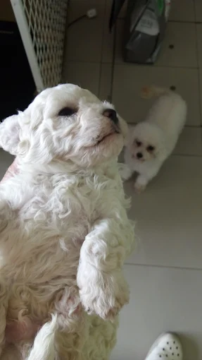 Veterinaria Providencia | Clínica Veterinaria, Pet Shop, Baño, Peluquería y Delivery de Alimentos para Perros, Gatos, Aves y Roedores