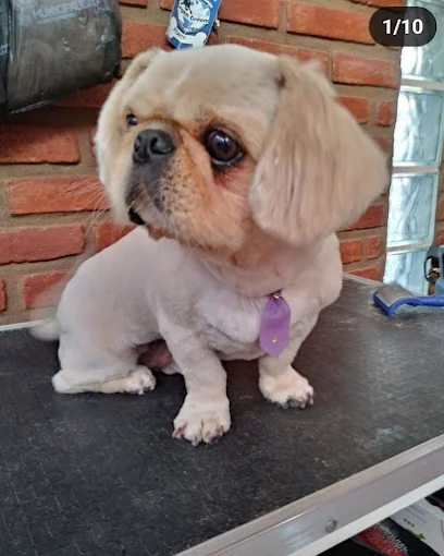 Spa Dogs | Estética Canina a Precio Accesible, Retiro y Entrega a Domicilio  y Guardería Canina