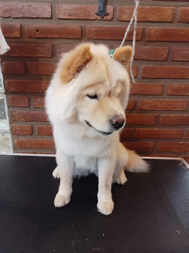 Spa Dogs | Estética Canina a Precio Accesible, Retiro y Entrega a Domicilio  y Guardería Canina