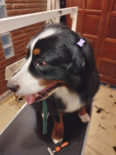 Spa Dogs | Estética Canina a Precio Accesible, Retiro y Entrega a Domicilio  y Guardería Canina