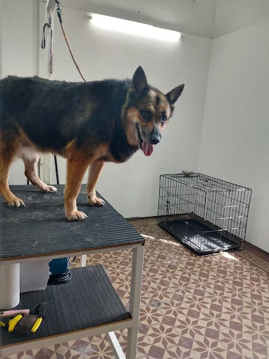 Peluquería Canina Tres Estrellas | Belleza, Salud y Cuidado con Amor, Servicio Amplio y Productos de Alta Calidad