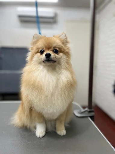 Carlos Torres Peluquería Canina | Higiene, Estética, Cuidado, Confianza y Amor para tu Mascota