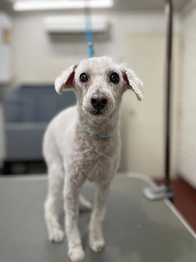 Carlos Torres Peluquería Canina | Higiene, Estética, Cuidado, Confianza y Amor para tu Mascota