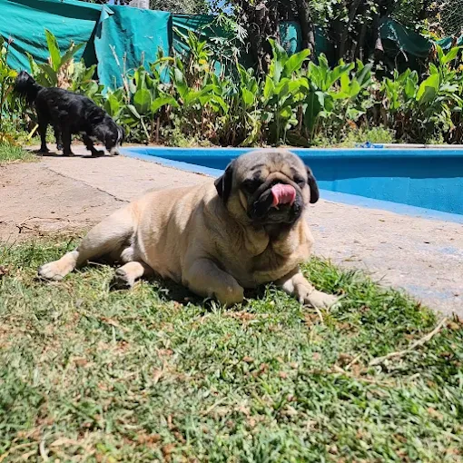 Sweet Home | Hospedaje Familiar para Perros Pequeños con Vigilancia 24/7 y Trato Personalizado