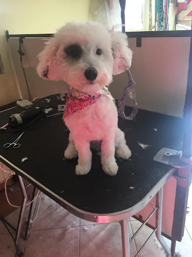 Ponlo Guapo | Peluquería, Tienda de Mascotas y Spa para Mascotas Exigentes en Córdoba