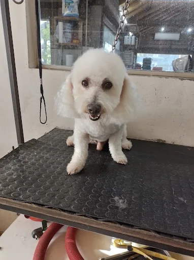 Big Mascotas | Tienda de Mascotas, Peluquería Canina y Envíos a Domicilio Sin Cargo