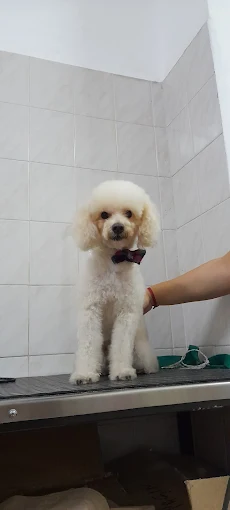 CLEO | Peluquería Canina, Alimentos Balanceados (Perros, Gatos, Conejos, Cobayos), Accesorios, Cuchas y Kits Sanitarios