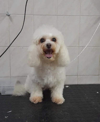 CLEO | Peluquería Canina, Alimentos Balanceados (Perros, Gatos, Conejos, Cobayos), Accesorios, Cuchas y Kits Sanitarios