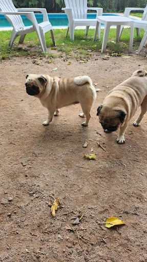 Sweet Home | Hospedaje Familiar para Perros Pequeños con Vigilancia 24/7 y Trato Personalizado