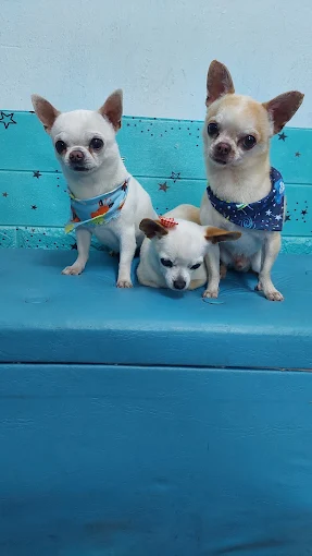 Perruquería Canina Nina | Baños, Cortes de Raza, Recuperación de Mantos, Corte de Uñas y Ambiente Climatizado