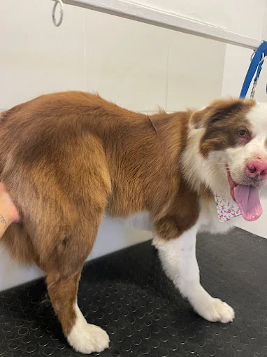 Budapets | Alimento Balanceado en Zona Norte Córdoba – Envíos en el Día – Marcas Premium