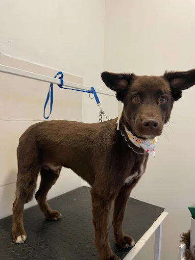 Budapets | Alimento Balanceado en Zona Norte Córdoba – Envíos en el Día – Marcas Premium