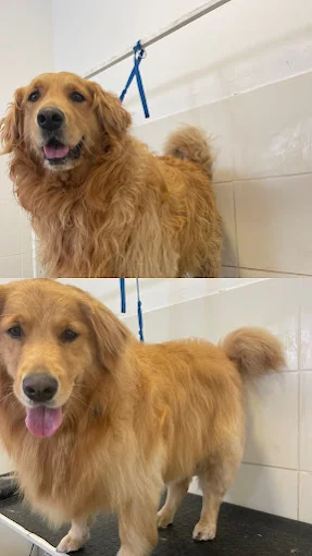 Budapets | Alimento Balanceado en Zona Norte Córdoba – Envíos en el Día – Marcas Premium