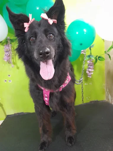 Don Can | Especialista en Aseo de Mascotas en Córdoba – Todas las Razas y Tamaños