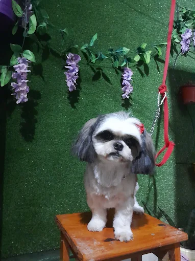 Don Can | Especialista en Aseo de Mascotas en Córdoba – Todas las Razas y Tamaños