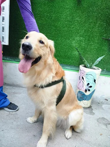 Don Can | Especialista en Aseo de Mascotas en Córdoba – Todas las Razas y Tamaños