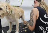 Peluquería Canina Patitas Chic | Baños, Cortes y Estética en un Ambiente Seguro y Tranquilo en Córdoba