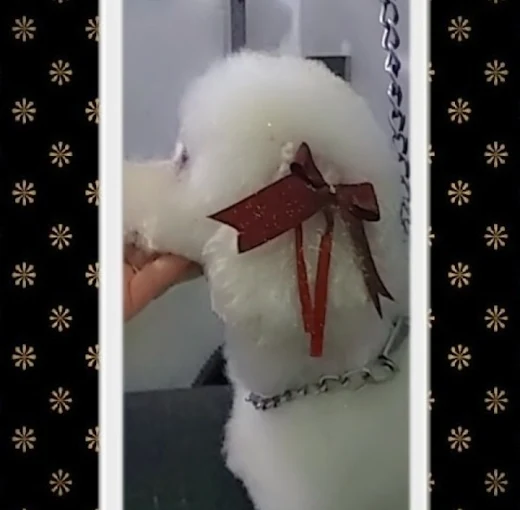 Huellitas y Burbujas | Peluquería Canina, Estética, Cortes de Raza, Baño de Belleza y Pet Shop