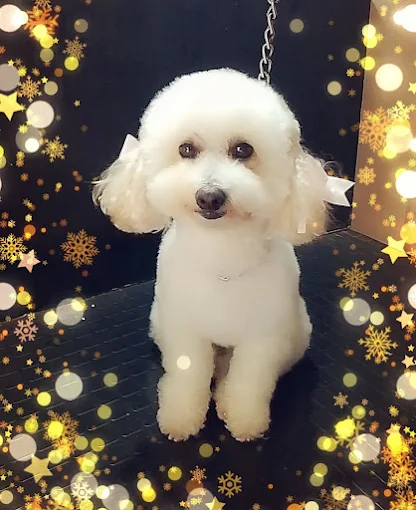 Huellitas y Burbujas | Peluquería Canina, Estética, Cortes de Raza, Baño de Belleza y Pet Shop