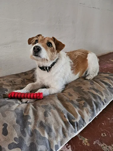 Sweet Home | Hospedaje Familiar para Perros Pequeños con Vigilancia 24/7 y Trato Personalizado