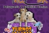 Pelu Can | Peluquería y Estética Canina Profesional: Baño, Corte y Cuidado Integral
