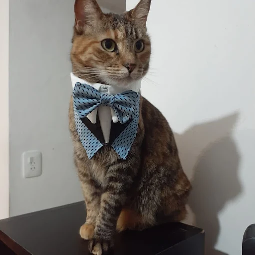 Punto Mascotero | Alimentos, Accesorios, Peluquería de Excelencia y Rascadores Gatunos