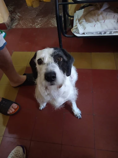 MANADITA | Servicio Profesional de Peluquería Canina: Belleza, Higiene y Bienestar