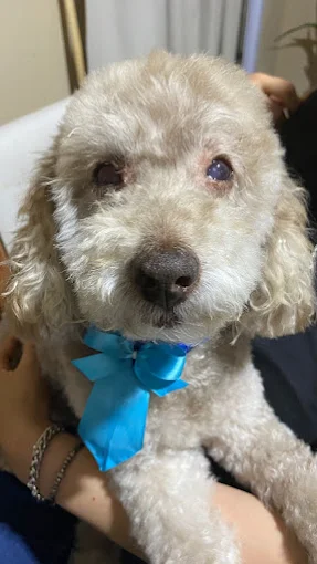 Peluquería Canina Patitas Chic | Baños, Cortes y Estética en un Ambiente Seguro y Tranquilo en Córdoba