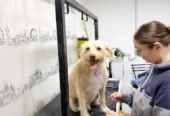 Peluquería Canina Patitas Chic | Baños, Cortes y Estética en un Ambiente Seguro y Tranquilo en Córdoba