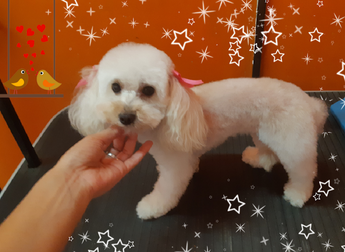 Instinto Pet Shop | Peluquería Canina, Venta de Alimentos Balanceados y Accesorios para Mascotas