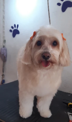 Enredados | Peluquería y Estética Canina, Pet Shop, Alimentos, Accesorios y Artículos de Limpieza