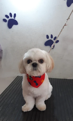 Enredados | Peluquería y Estética Canina, Pet Shop, Alimentos, Accesorios y Artículos de Limpieza