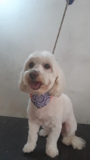 Enredados | Peluquería y Estética Canina, Pet Shop, Alimentos, Accesorios y Artículos de Limpieza