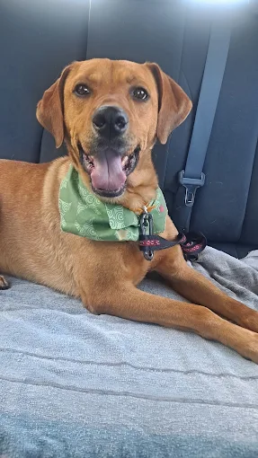 Ponlo Guapo | Peluquería, Tienda de Mascotas y Spa para Mascotas Exigentes en Córdoba