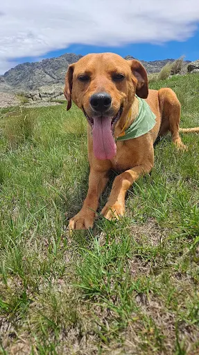Ponlo Guapo | Peluquería, Tienda de Mascotas y Spa para Mascotas Exigentes en Córdoba
