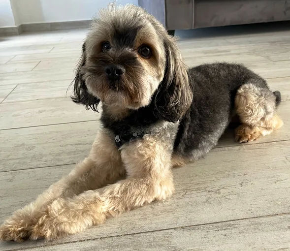 Pelu Can | Peluquería y Estética Canina Profesional: Baño, Corte y Cuidado Integral