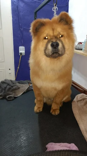 Pelu Can | Peluquería y Estética Canina Profesional: Baño, Corte y Cuidado Integral