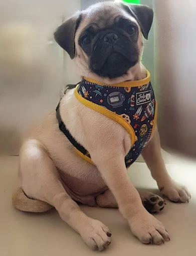 PIPOLOS PET | Peluquería Canina, Accesorios, Ropa y Alimentos Sueltos (Perros, Gatos, Conejos)