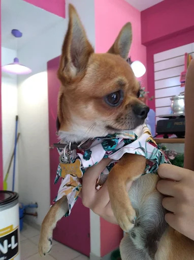 PIPOLOS PET | Peluquería Canina, Accesorios, Ropa y Alimentos Sueltos (Perros, Gatos, Conejos)