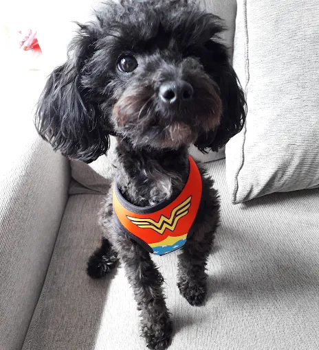 PIPOLOS PET | Peluquería Canina, Accesorios, Ropa y Alimentos Sueltos (Perros, Gatos, Conejos)