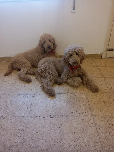 Perrukos Estética Canina | Peluquería Profesional y Estilo con Amor para tu Mascota